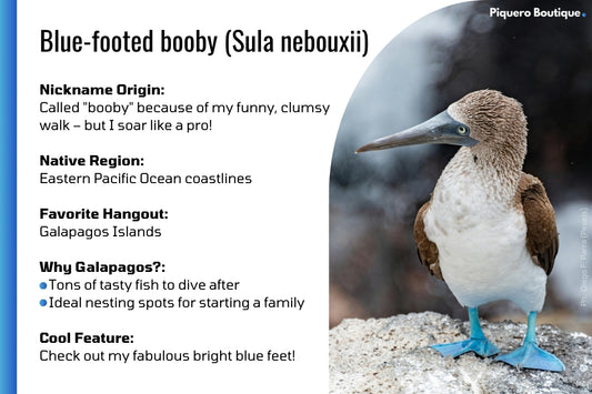 Factsheet about the blue-footed booby bird